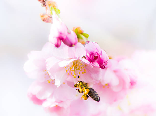 istock Bee flying to pink cherry blossoms 497894120