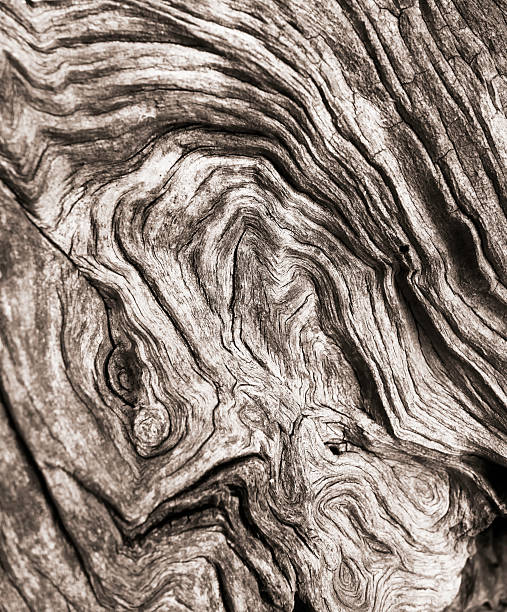 drzewo oliwne drewno tekstura - driftwood twisted wood vertical zdjęcia i obrazy z banku zdjęć
