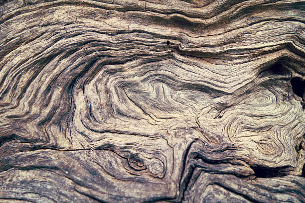나무껍질 나무 목재 텍스처와 - knotted wood 뉴스 사진 이미지