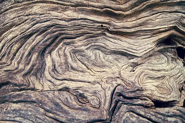 Photo of Bark Tree wood texture