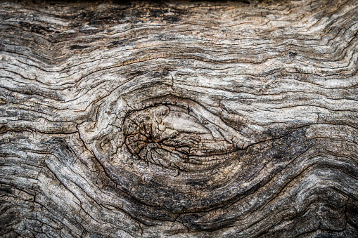 The surface of a dilapidated tree with cracks and scratches. Burnt tree trunk.