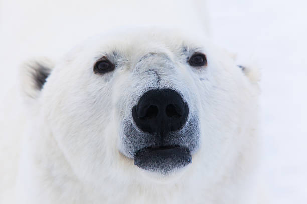 orso polare s nose - polar bear endangered species bear arctic foto e immagini stock