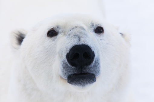 Polar Bear's Extreme Close up