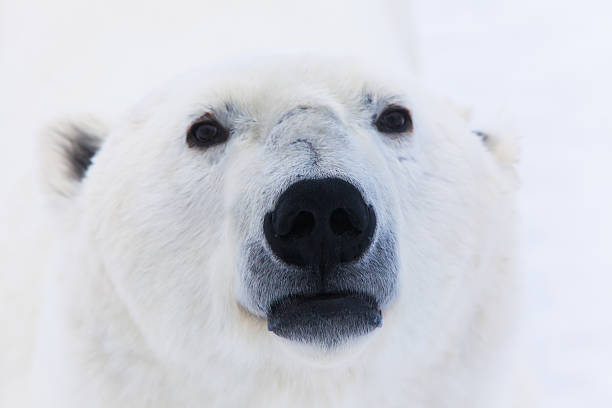 Polar Bear's Nose Polar Bear's Extreme Close up north pole photos stock pictures, royalty-free photos & images