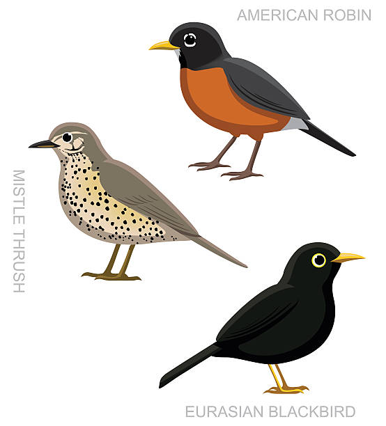 ilustraciones, imágenes clip art, dibujos animados e iconos de stock de pájaro de historieta zorzal real conjunto de ilustración vectorial - robin