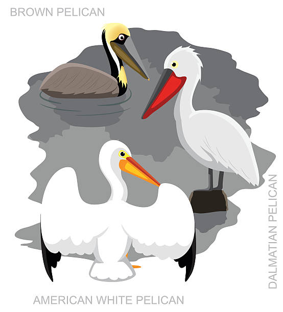 птица пеликан набор мультяшный векторная иллюстрация - американский бурый пеликан stock illustrations