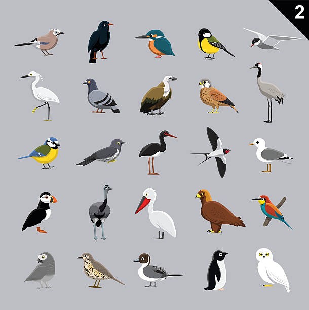 Various Birds Cartoon Vector Illustration 2 Animal Cartoon EPS10 File Format. bee eater stock illustrations
