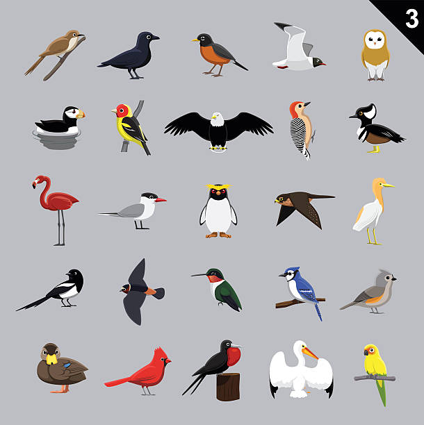Various Birds Cartoon Vector Illustration 3 Animal Cartoon EPS10 File Format. falco columbarius stock illustrations
