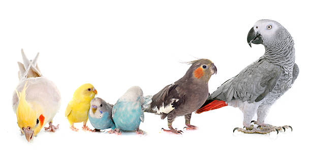 istock common pet parakeet, parrot and Cockatiel 497894834