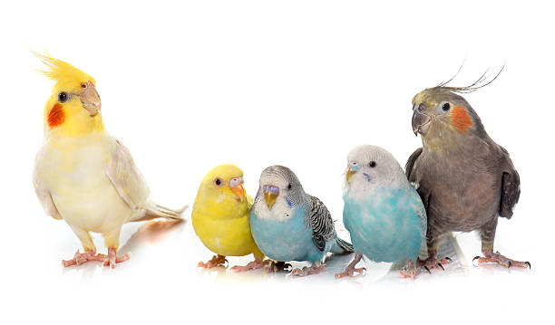 common pet parakeet and Cockatiel common pet parakeet and Cockatielin front of white background parrot photos stock pictures, royalty-free photos & images
