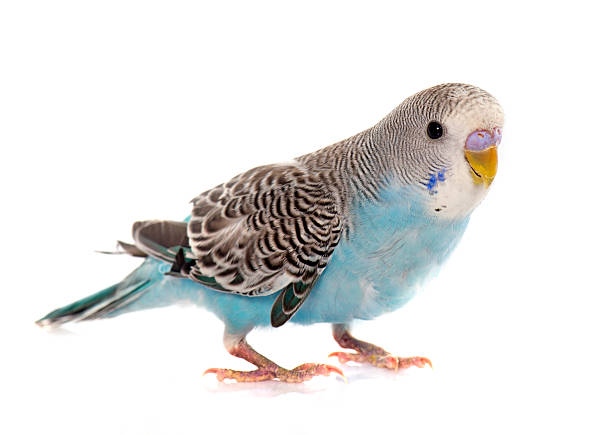 common pet parakeet common pet parakeet in front of white background budgerigar photos stock pictures, royalty-free photos & images