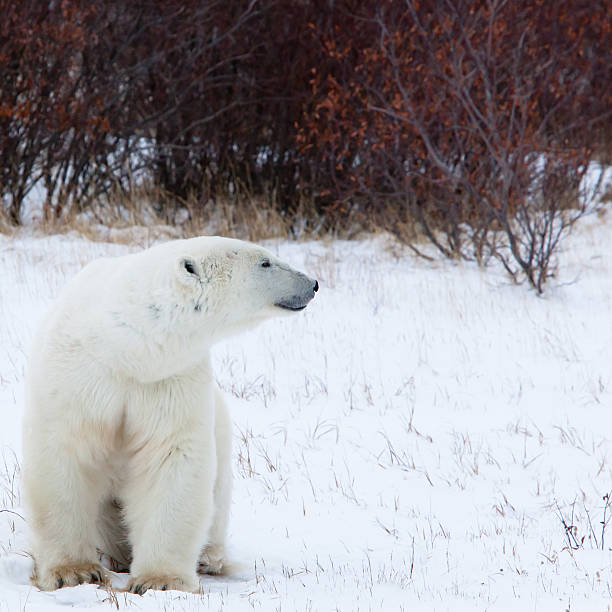 urso polar selvagem - arctic canada landscape manitoba imagens e fotografias de stock