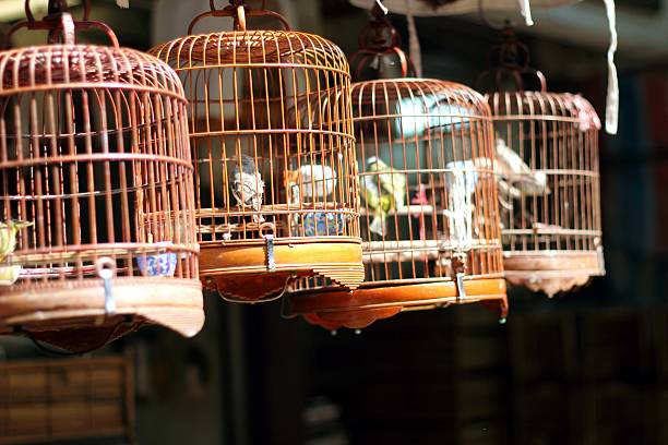 istock Many birdcage on bird park in Hong Kong 497895169