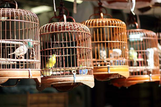 istock Many birdcage on bird park in Hong Kong 497895171