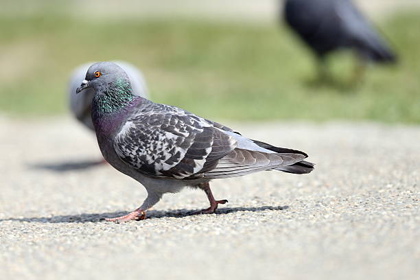 istock feral pigeon on the park 497895393