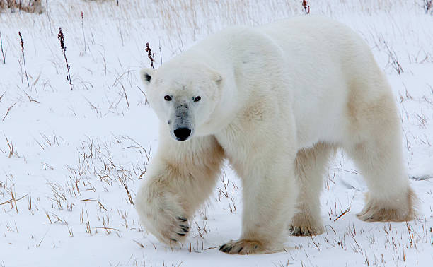 urso polar no meio selvagem - arctic canada landscape manitoba imagens e fotografias de stock