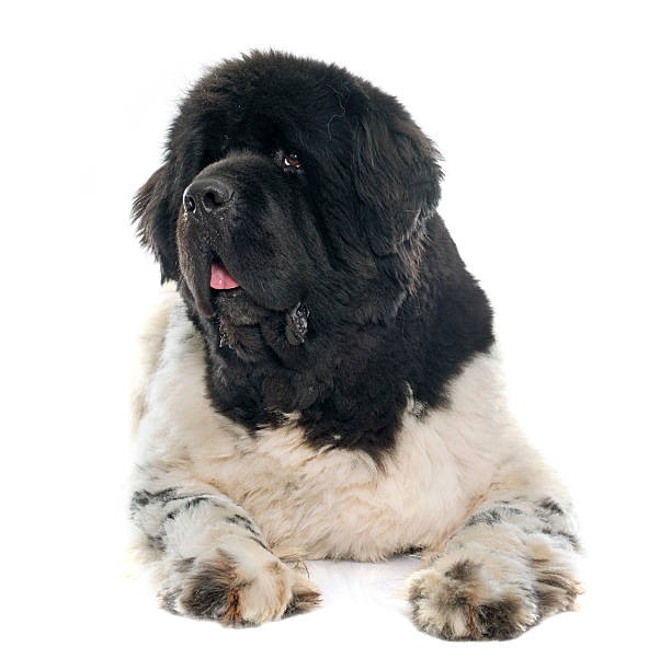 istock adult newfoundland dog 497895524