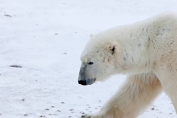 urso polar no meio selvagem - arctic canada landscape manitoba imagens e fotografias de stock