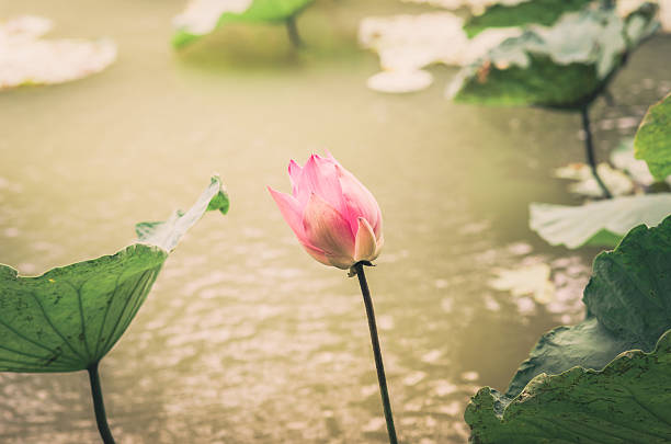istock Lotus or Water lily flower vintage 497895787