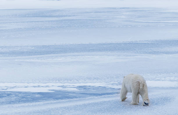 ネコのアイス - arctic canada landscape manitoba ストックフォトと画像