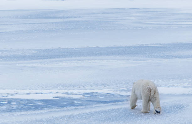 urso polar no gelo - arctic canada landscape manitoba imagens e fotografias de stock