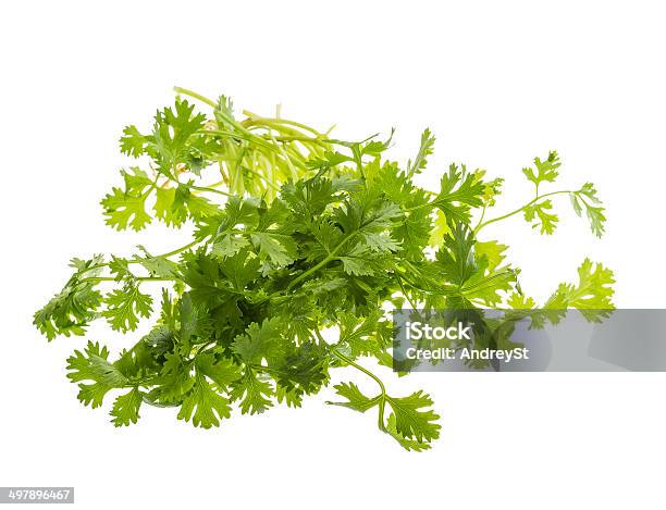 Coriander Leaves Stock Photo - Download Image Now - Backgrounds, Bundle, Cilantro