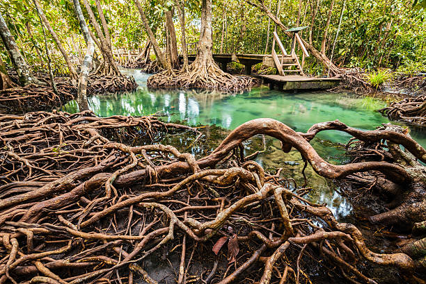 istock Mangrove Forest at Tha Pom ,Krabi Thailand 497896510