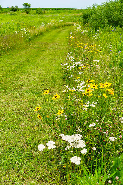 istock Wildflowers along the way 497896538