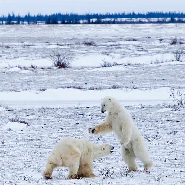 se os ursos polares poupadores selvagem - arctic canada landscape manitoba imagens e fotografias de stock