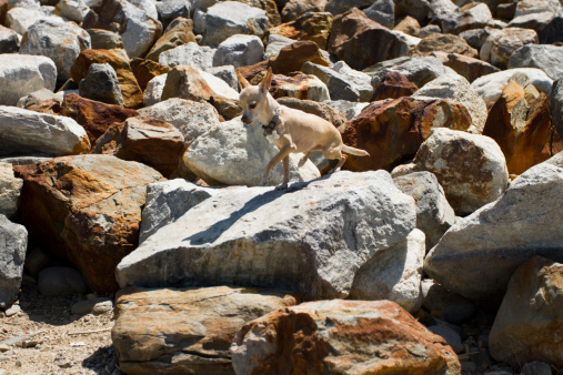Chihuahua running dow thru some rocks near a lake