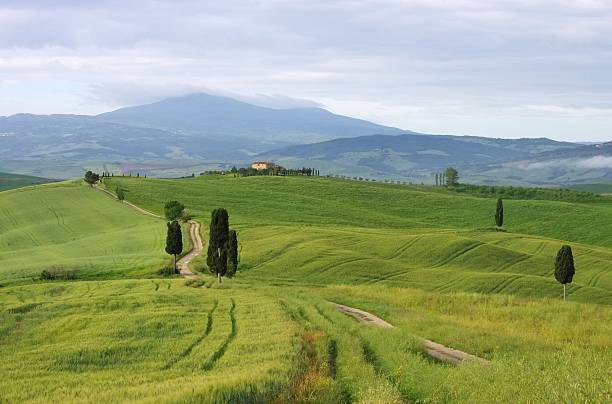 istock Tuscany cypress trees with track 497897095