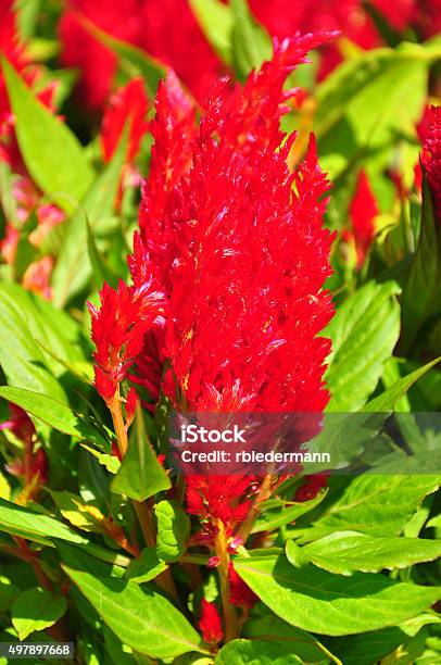 Dendrocigna Riserva Naturale Di Cockscomb Celosia Argentea - Fotografie stock e altre immagini di 2015