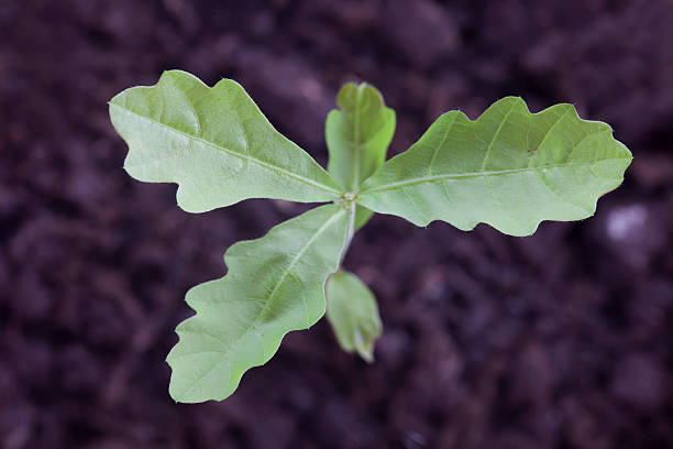 istock The oak sprout in a flower pot 497898200