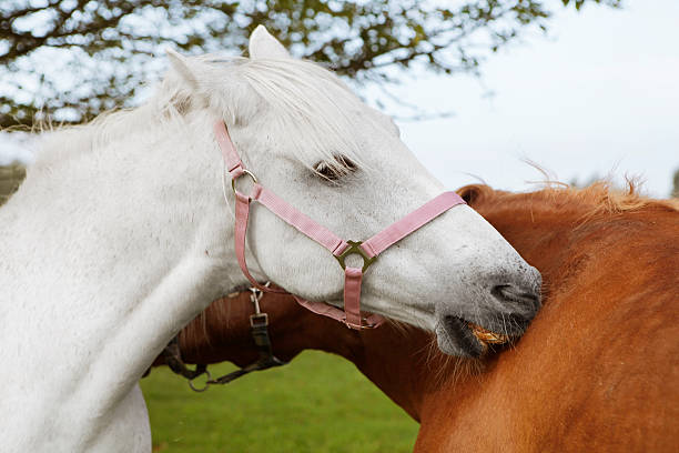 istock Horse Friendship 497899010
