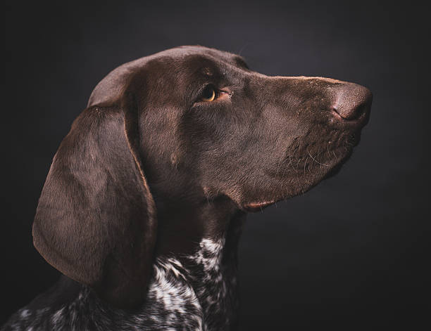 istock German shepherd dog studio portrait over black background 497899034