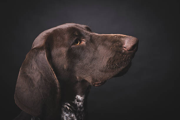 istock German shepherd dog studio portrait over black background 497899138