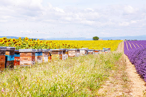 istock Bee hives on lavender fields, near Valensole, Provence. 497899186