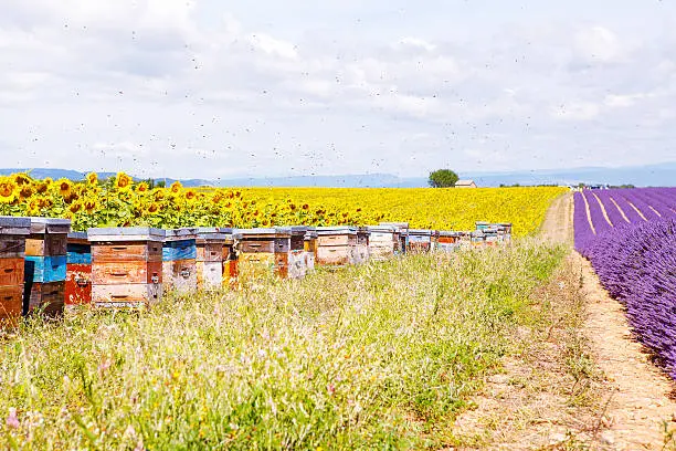 Photo of Bee hives on lavender fields, near Valensole, Provence.