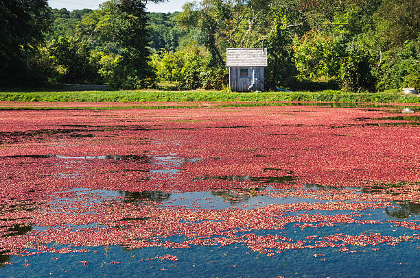 A small shed at the edge of a Cape Cod cranberry bog holds the equipment and pumps necessary to flood and drain the bog during the harvest process.