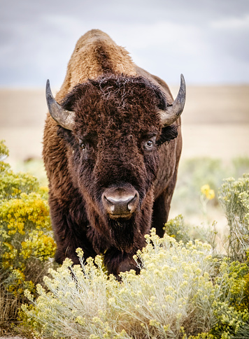 Two bison in the snow