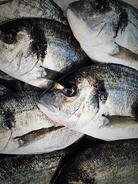 Sea bream