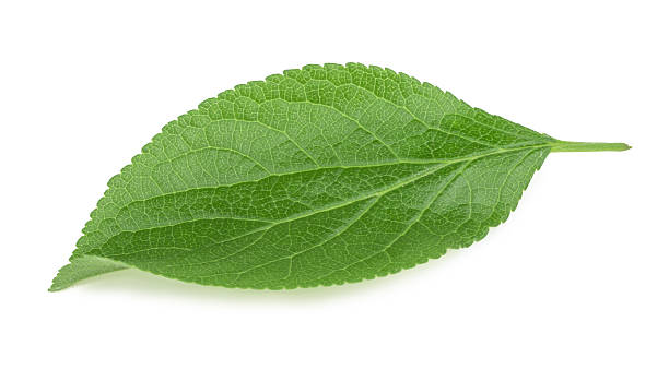 istock Plum leaves isolated on white background 497903606