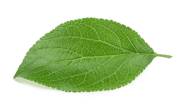 istock Plum leaves isolated on white background 497903620