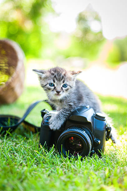 istock little kitten, outdoor 497903630