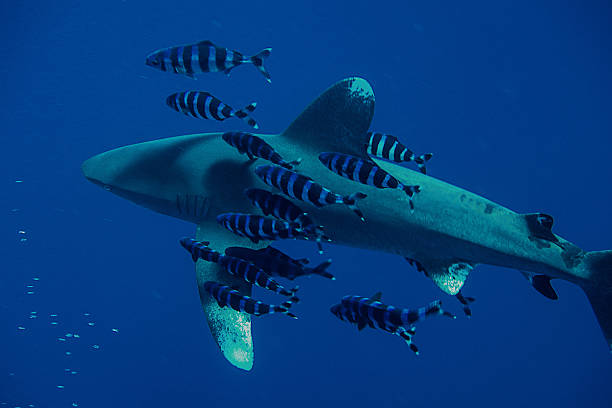 Longimanus shark The oceanic white tip shark is called "Longimanus" because of the great breast fins. The best hunters and successful predators are accompanied by a swarm of pilot fish.  pilot fish stock pictures, royalty-free photos & images