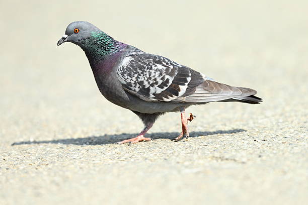 istock feral pigeon on park alley 497904748