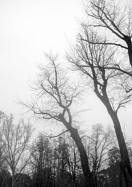 Tees silhouettes with fog in the park of Milan