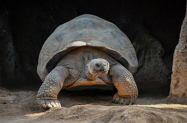istock Galapgos Earth Tortoise Turtle 497906664