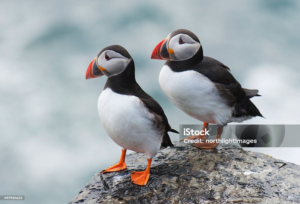 Pair of Atlantic Puffins Pair of Atlantic puffin (Fratercula arctica) resting on a ledge at the top of a cliff. Papa Westray, Orkney Islands, Scotland.  Puffin Stock Photo