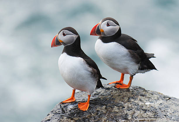 Pair of Atlantic Puffins Pair of Atlantic puffin (Fratercula arctica) resting on a ledge at the top of a cliff. Papa Westray, Orkney Islands, Scotland.  orkney islands stock pictures, royalty-free photos & images
